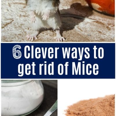 Clever ways to get rid of mice!