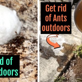 Get Rid of Ants