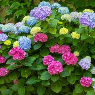 Hydrangeas