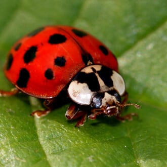 Lady Beetle