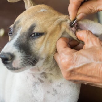 Ticks on Dogs feature